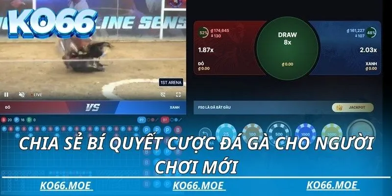 Chia sẻ bí quyết cược đá gà cho người chơi mới