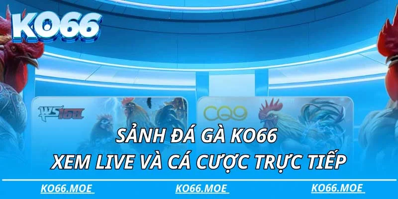 Sảnh đá gà KO66 – Xem live và cá cược trực tiếp